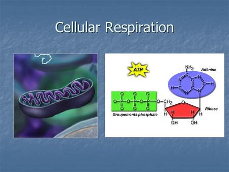 Cellular Respiration. A quick review… A quick review… When we eat, we get ______ from glucose and other sugars When we eat, we get ______ from glucose.