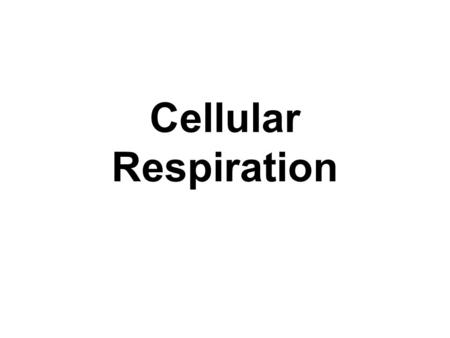 Cellular Respiration.