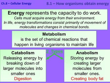 Ch.8 – Cellular Energy 8.1 – How organisms obtain energy