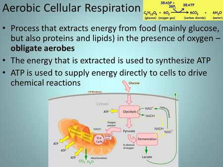 Aerobic Cellular Respiration