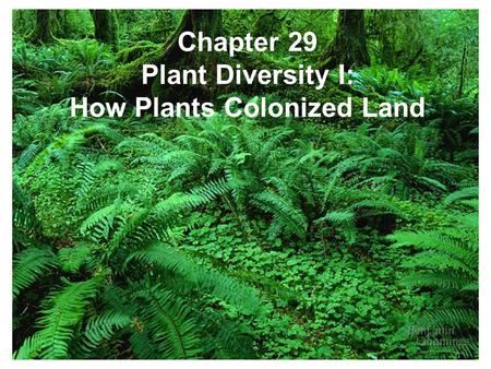 Chapter 29 Plant Diversity I: How Plants Colonized Land.