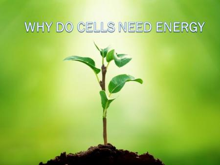 Warm-up  Compare and contrast the plant and animal cell. Find as many similarities and differences as possible.