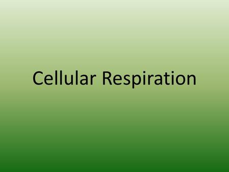 Cellular Respiration. Harvesting Chemical Energy So we see how energy enters food chains (via autotrophs) we can look at how organisms use that energy.