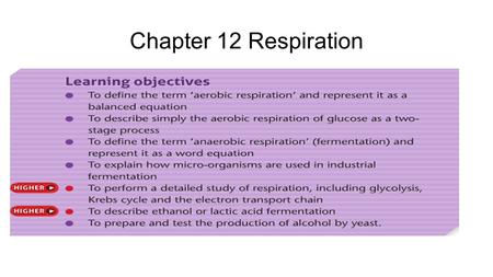 Chapter 12 Respiration. External Respiration – Process by which organisms exchange gases with their environment. Takes place in the lungs of mammals gills.