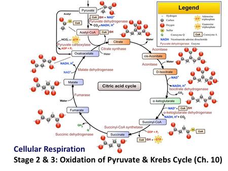 Glycolysis is only the start