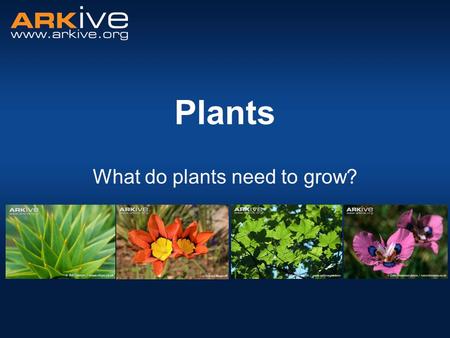 Plants What do plants need to grow?. Parts of a Plant Can you name the four main parts of a plant? R _ _ _ _ S _ _ _ L _ _ _ F _ _ _ _ _ O O T S T E M.