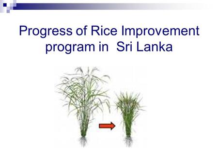 Progress of Rice Improvement program in Sri Lanka.