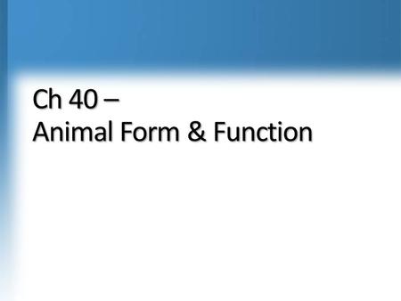 Ch 40 – Animal Form & Function. Evolution of Animal size & shape Constrained by physical forces Convergent evolution i.e. fusiform shape for aquatic animals.