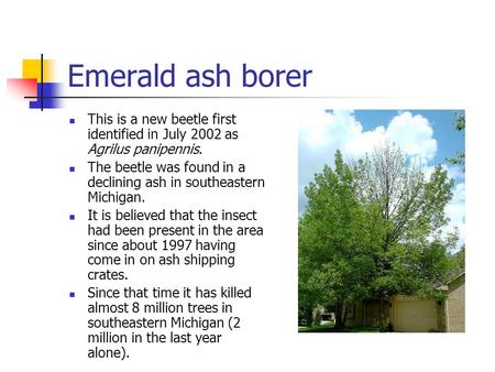 Emerald ash borer This is a new beetle first identified in July 2002 as Agrilus panipennis. The beetle was found in a declining ash in southeastern Michigan.