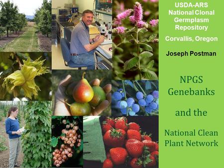 United States Department of Agriculture Animal and Plant Health Inspection Service Plant Protection and Quarantine USDA-ARS National Clonal Germplasm Repository.