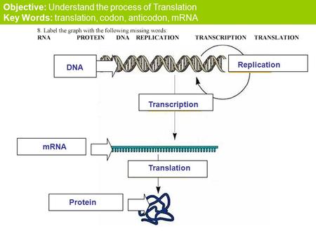 Objective: Understand the process of Translation