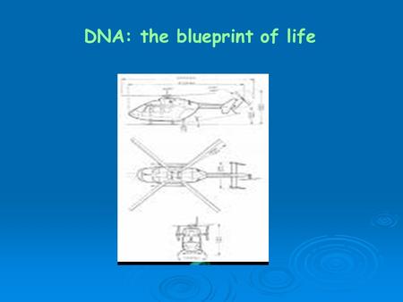 DNA: the blueprint of life. Where do you get your DNA? DNA is passed from parent to offspring. Where do we find DNA? DNA is in the nucleus of every cell.