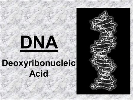 Deoxyribonucleic Acid