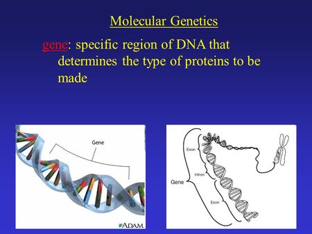 Molecular Genetics gene: specific region of DNA that determines the type of proteins to be made.