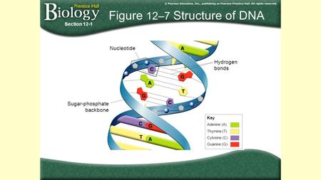 Figure 12–7 Structure of DNA