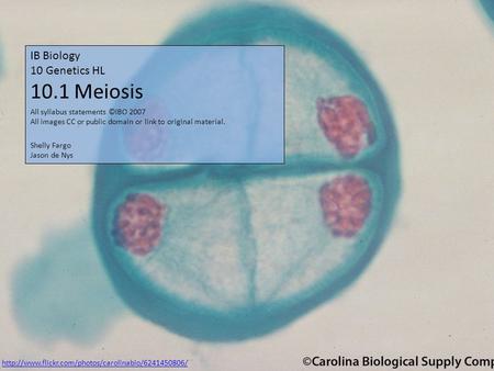 IB Biology 10 Genetics HL 10.1 Meiosis Shelly Fargo Jason de Nys All syllabus statements ©IBO 2007 All images CC or public domain or link to original material.