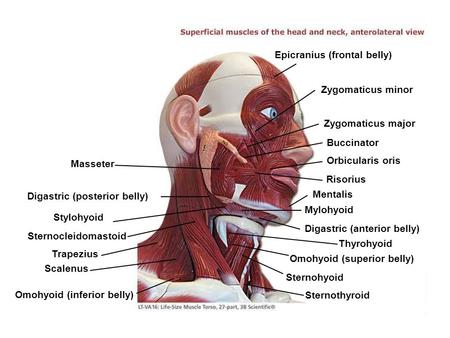 Epicranius (frontal belly)