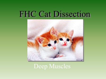 FHC Cat Dissection Deep Muscles.