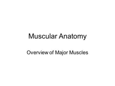 Muscular Anatomy Overview of Major Muscles. ©Thompson Educational Publishing, Inc. 2003. All material is copyright protected. It is illegal to copy any.