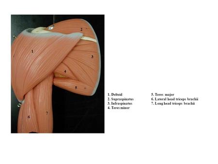 2 1 3 4 5 1. Deltoid		5. Teres major 2. Supraspinatus	6. Lateral head triceps brachii 3. Infraspinatus	7. Long head triceps brachii 4. Teres minor 7 6.