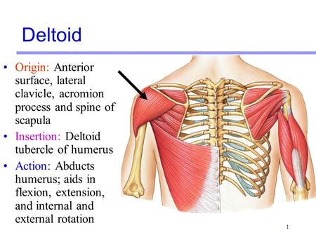 Deltoid Origin: Anterior surface, lateral clavicle, acromion process and spine of scapula Insertion: Deltoid tubercle of humerus Action: Abducts humerus;