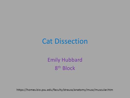 Cat Dissection Emily Hubbard 8th Block