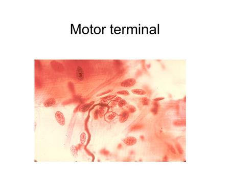 Motor terminal. a Neuron axon terminal - black fibers b Synaptic bulbs over the muscle motor end plate - neuromuscular junction c Node of Ranvier in.