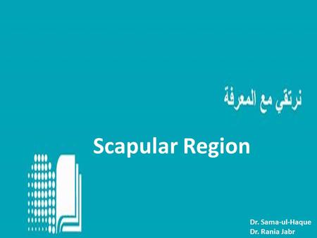 Scapular Region Dr. Sama-ul-Haque Dr. Rania Jabr.