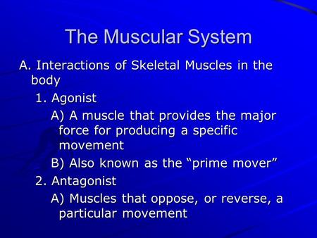 The Muscular System A. Interactions of Skeletal Muscles in the body 1. Agonist A) A muscle that provides the major force for producing a specific movement.