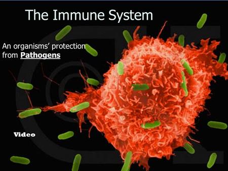 The Immune System An organisms’ protection from Pathogens Video.