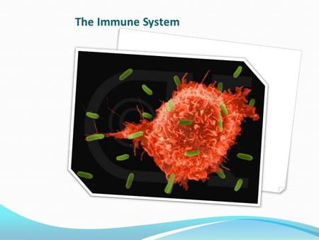 The Immune System. II. How diseases are spread 1.Physical contact 2. Contaminated food and water 3. Infected animals (vectors) III Fighting Infectious.