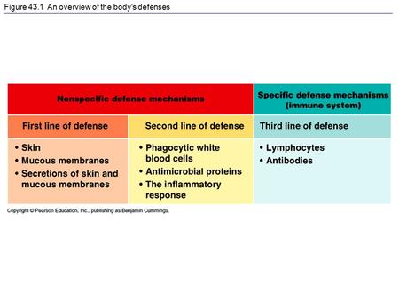 Figure 43.1 An overview of the body's defenses. Figure 43.3x Macrophage.