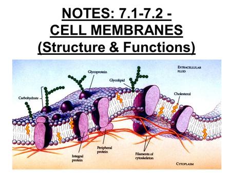 NOTES: 7.1-7.2 - CELL MEMBRANES (Structure & Functions)