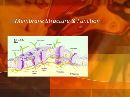 Membrane Structure & Function