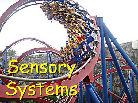 Sensory Systems. How many different sensory receptors are hard at work during a roller coaster ride?