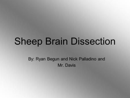 Sheep Brain Dissection