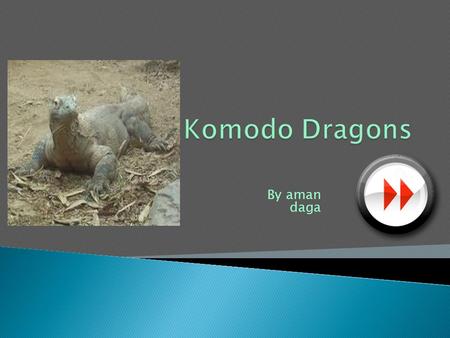 Komodo Dragons By aman daga.