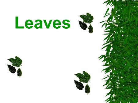 Leaves.