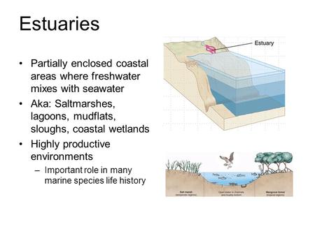 Estuaries Partially enclosed coastal areas where freshwater mixes with seawater Aka: Saltmarshes, lagoons, mudflats, sloughs, coastal wetlands Highly productive.