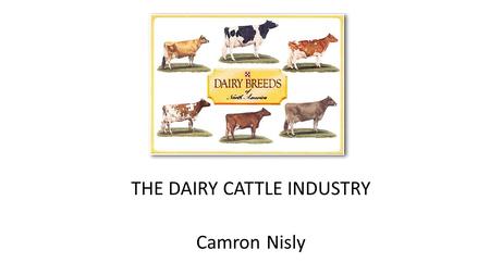 THE DAIRY CATTLE INDUSTRY Camron Nisly. Improving Genetics Careful breeding to increase yield Use A. I. to match correct bull with cows to enhance: Udder,