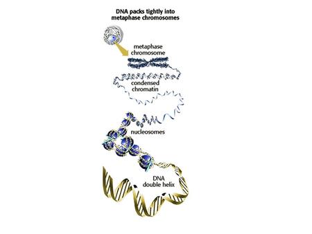 Gene Genetic material Instructions or code for a particular trait or characteristic