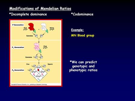 Modifications of Mendelian Ratios *Incomplete dominance*Codominance Example: MN Blood group *We can predict genotypic and phenotypic ratios.