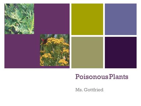 + Poisonous Plants Ms. Gottfried. + Most likely you have them in your pasture… HUNDREDS of plants that are common in North America are poisonous to horses.