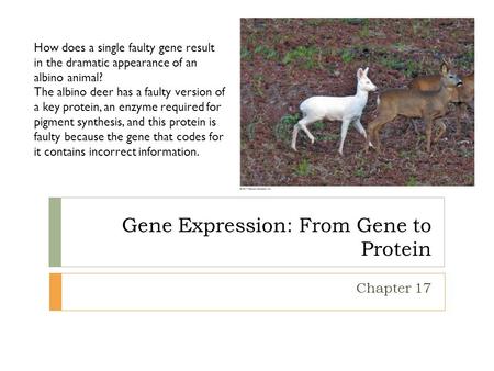 Gene Expression: From Gene to Protein