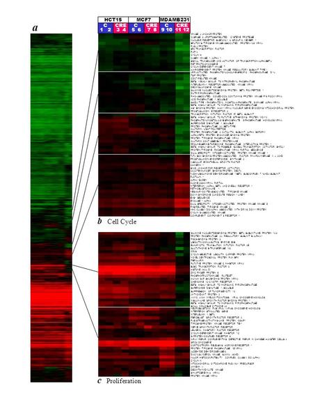 A b Cell Cycle c Proliferation KINASE A ANCHOR PROTEIN CASPASE 3, APOPTOSIS-RELATED CYSTEINE PROTEASE NUCLEAR RECEPTOR SUBFAMILY 3, GROUP C, MEMBER 1 BRUTON’S.