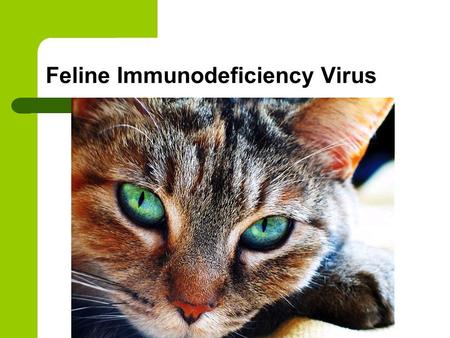 Feline Immunodeficiency Virus. Feline Immunodeficiency virus (FIV) is classified as a lentivirus (“slow virus”) and is in the retrovirus family. The feline.