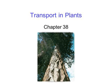 Transport in Plants Chapter 38. 2 Transport Mechanisms Water first enters the roots and then moves to the xylem, the innermost vascular tissue -Water.