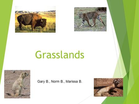 Grasslands Gary B., Norm B., Marissa B.. Where is ecosystem located?  North and South America  Africa and Asia  Europe and Australia  Everywhere but.