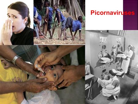 Picornaviruses.  Represent a very large virus family with respect to the number of members  One of the smallest in terms of virion size and genetic.