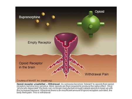 Buprenorphine Opioid Empty Receptor Withdrawal Pain Opioid Receptor in the brain Courtesy of NAABT, Inc. (naabt.org) Opioid receptor unsatisfied -- Withdrawal.